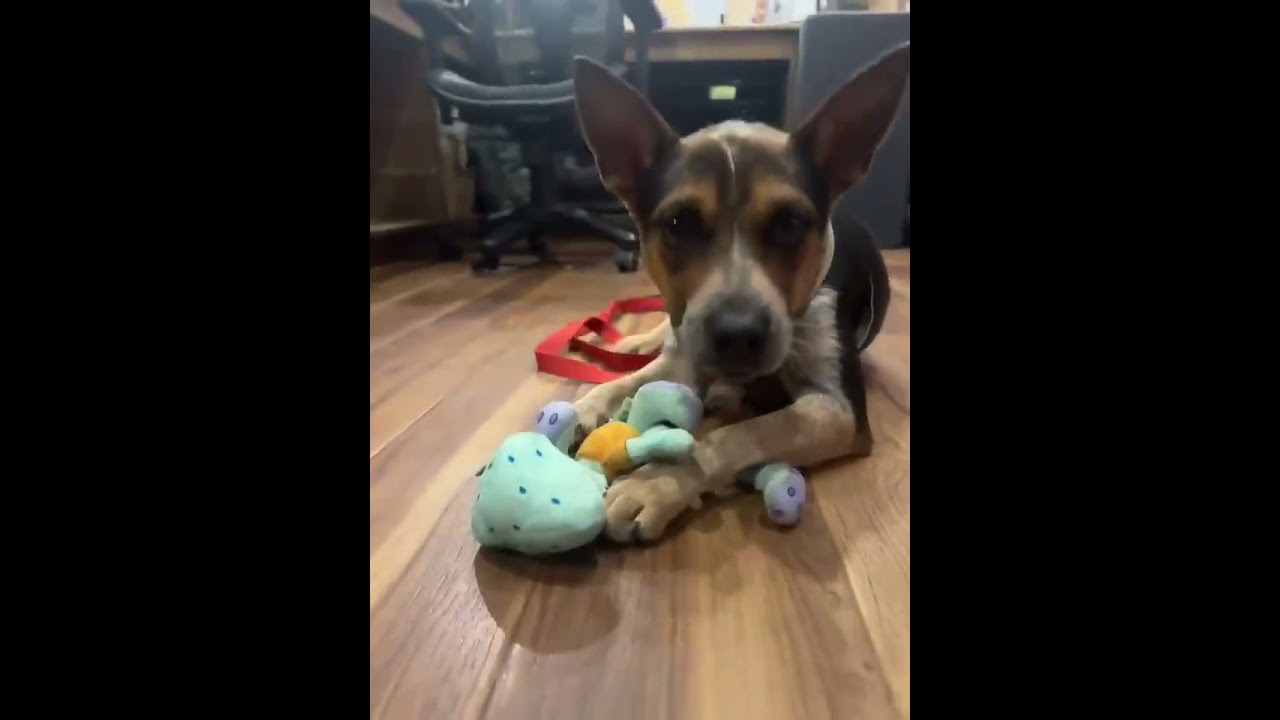 Enlarge Penny, a Adoptable mixed breed in Boulder, CO video 2/6