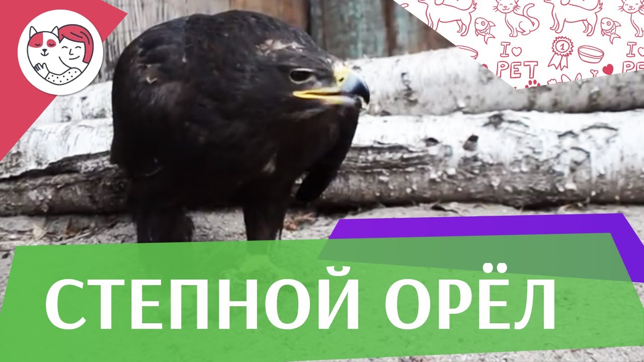 Степной орёл Питание на ilikepet