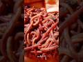Kenchua Ko Ek Din Pakarna Save Earthworm Rajeev Dixit Shorts