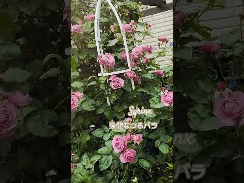 目的や条件に合わせて、屋外用のつる性の花はどれを選べばいいのでしょうか？  庭園