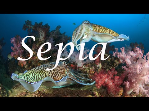 Sepia - Wenn dir durch ein Trostpflaster der Verlust deiner Würde bewusst wird...