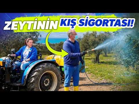 350 Ağaçlık Yeni Zeytinliğimiz! 🚜 | Traktörle Bordo Bulamacı ve Ağaç Bakımı