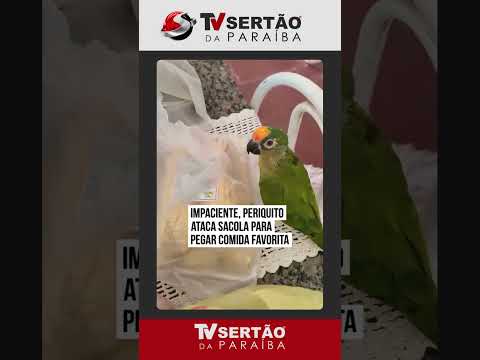 Periquito 