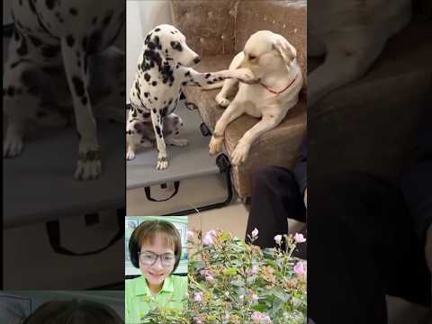 Hàng của nó fake ha Sen🤣