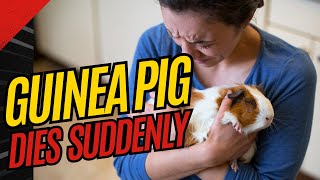 Sudden Death in Guinea Pigs: What Are the Causes 🐹
