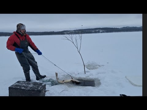 Talviverkoilla 15 1.26. Nyt se 60mm verkko! 