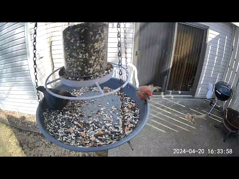 2024/04/20 - House Finches are startled by a big Brown-headed Cowbird but return to eat a bit more
