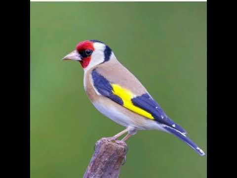 Legendary goldfinch singing