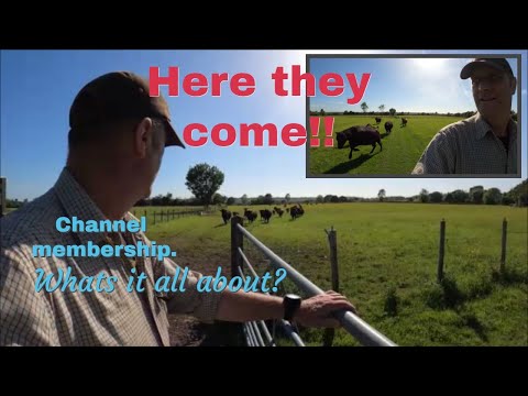 27/05/22.  Channel membership, the blue button, and cattle dancing in the dirt.