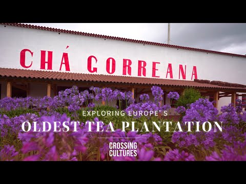 Exploring Europe’s oldest tea plantation