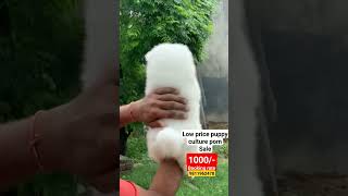Toy culture pom puppy for sale  | cash on delivery |  possible bl,toy dog breed, pomeranian puppy