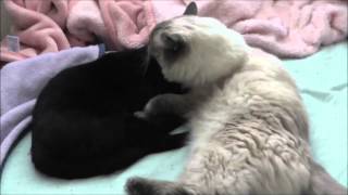 猫が猫をてしてしするだけの動画。