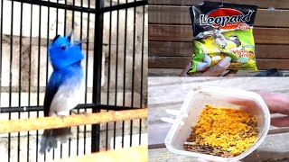 Download lagu Tips Merawat Burung Kehicap Ranting Biar Mau Makan Pur dan Harian Tetap GACOR mp3 Download lagu Tips Merawat Burung Kehicap Ranting Biar Mau Makan Pur dan Harian Tetap GACOR mp3