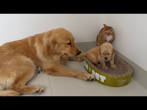 YouTube 썸네일