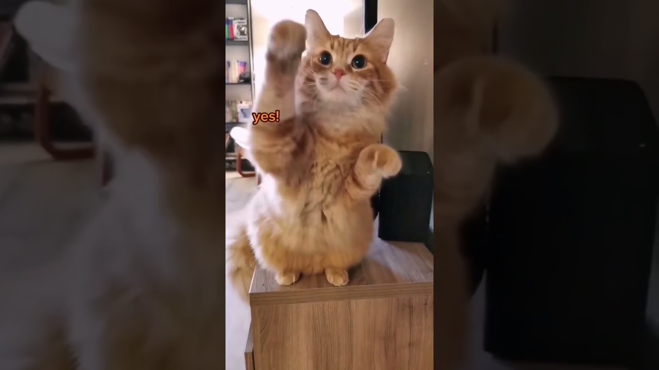 Smaart Cats / FUNNY ANIMALS 2022/BEST CAT JOKES