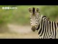 A Zebra S Journey Through The Wild Nature S Great Migrations BBC Earth