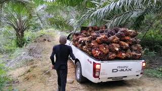 Download lagu ISUZU D max 4x4 Single Cab Pickup.. Isi penuh kelapa sawit... mp3