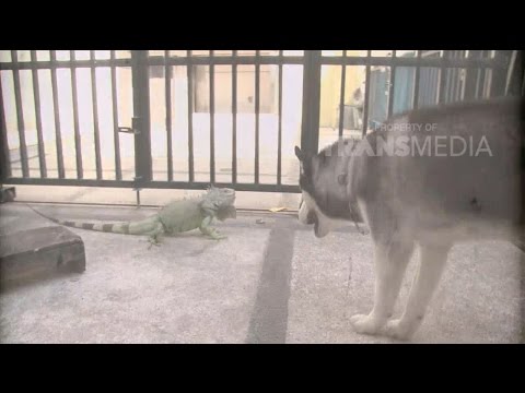 DUNIA BINATANG - REPTIL KECIL PELIHARAANKU 3-1