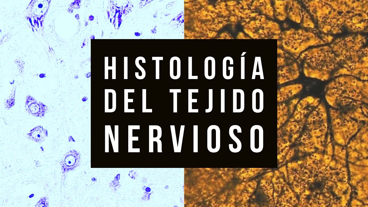 Histologia del Tejido nervioso (práctico)