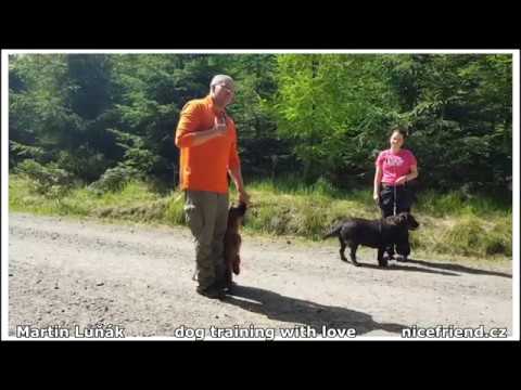 Briard puppy - 4 m old -  first lesson obedience