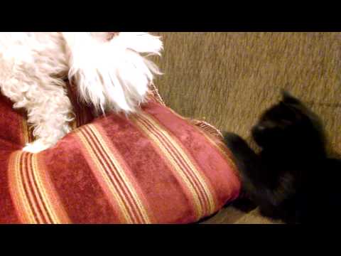 Luna and Bobo's Tail