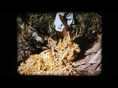 Sahara Oasis Documentary 1960´s - 16mm