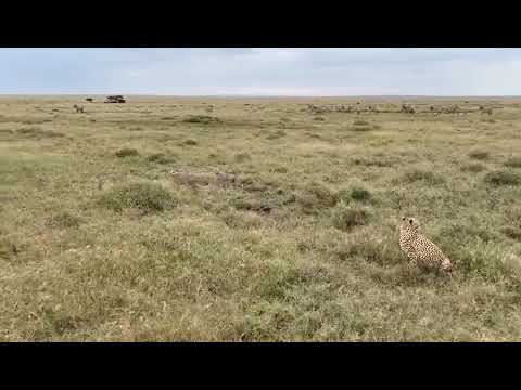 Big Cats Serengeti