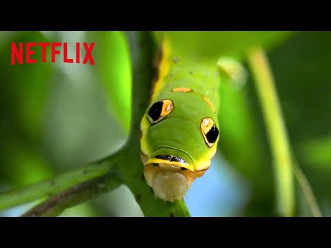 mimicry-animals-meaning Mp4 3GP Video & Mp3 Download unlimited Videos Download mimicry-animals-meaning Mp4 3GP Video & Mp3 Download unlimited Videos Download