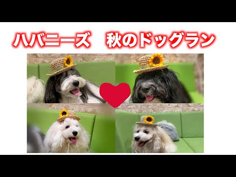 ハバニーズ – 4 本足のスマートな魅力