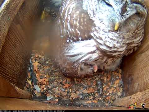 Owlet Casts A Pellet On Barred Owl Cam – April 24, 2018