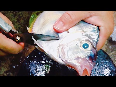 Quick, Clean Common Ponyfish Fish Cutting