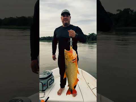 Pesca de Dorados con artificiales.