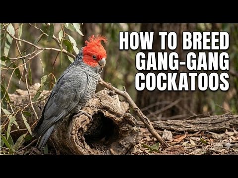 How to Breed Gang-Gang Cockatoos | Aviary Design, Diet & Nesting Explained