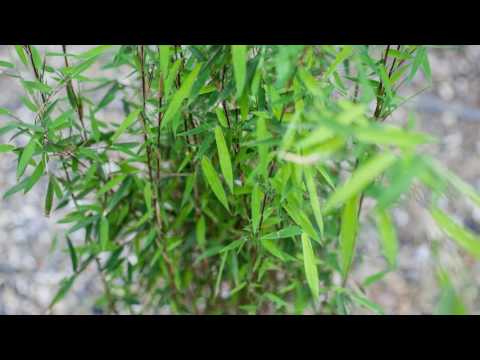 Bambus Fargesien vom Bambusmann