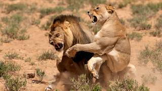 Welcome to Wildlife Film Central | Channel Trailer