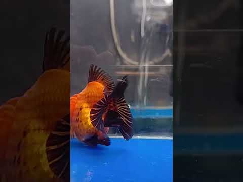 Hai-Goldfisch-Oranda