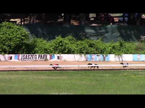 Race 2  Czech Derby Trial Stakes - whippet OR 275m