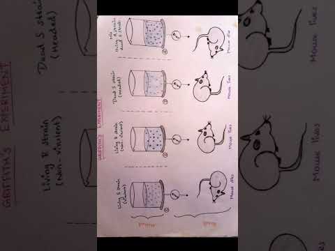 Griffith's Experiment diagram
