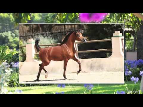 Abha Yadidah Julio 2014