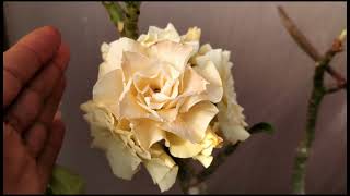 Ual Bridal Bouquet  um verdadeiro Bouquet de noiva