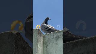 Pigeon Cold &amp; One-Eye Cold Explained | Common Weather-Related Health Problem in Pigeons #pigeon