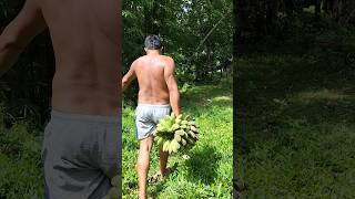 Big Man Carry the heaviest freshly cut banan