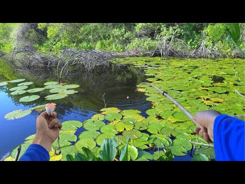 FISHING FOR TILAPIAS AND BRUTAL TRAIRAS WE WENT TO THREE RESERVOIRS AND DID THE FRIED FISHING