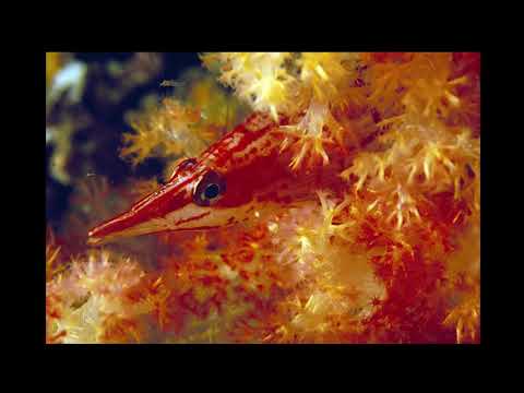 instrumental hip hop - crealas