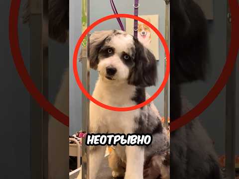 Эта СОБАКА СМОТРЕЛА КАК ЧЕЛОВЕК, но ВСЁ БЫЛО НОРМАЛЬНО! 😨🐶