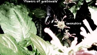 Owenshire: Flowers of Guatemala [R.E.M. cover]