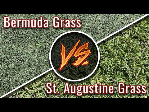 Bermuda Grass vs St. Augustine Grass | Warm Season Turf Types in Texas