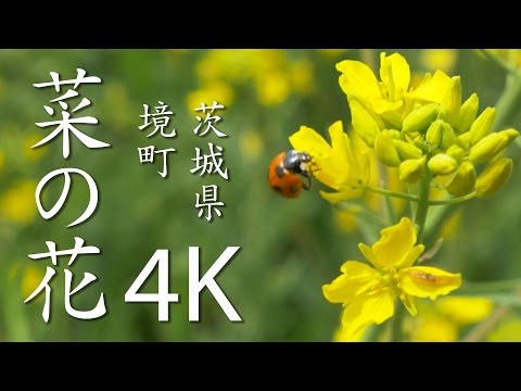 【絶景茨城】菜の花［4K］茨城県境町｜VISIT IBARAKI, JAPAN