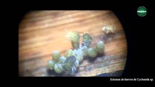 Eclosion de huevos de Cycloneda sp.