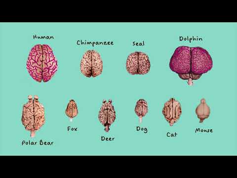 Brain size and shape